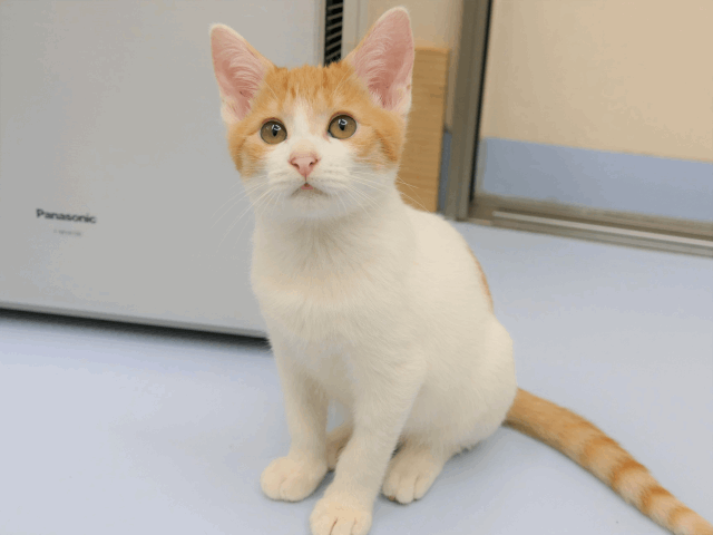 保護猫 ふく