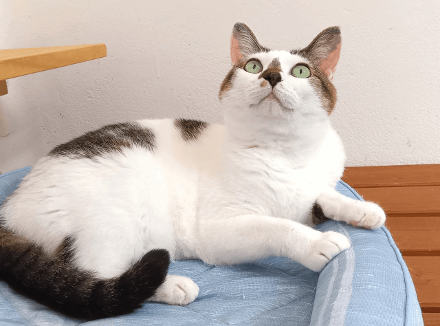 保護猫 クロエ