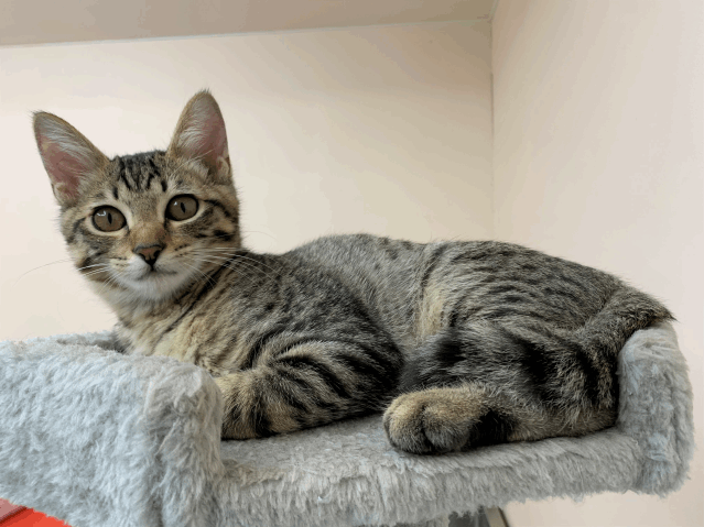 保護猫 キン