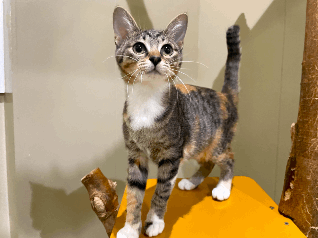 保護猫 リップ