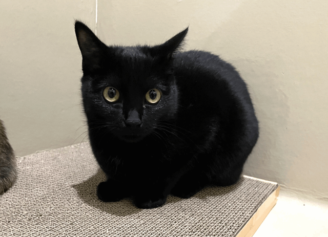 飼主さんが決まりました（ヒヨリ）