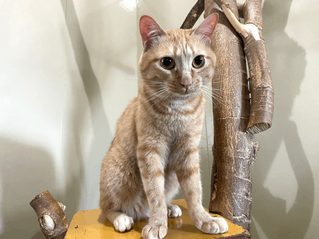 保護猫 しぐれ