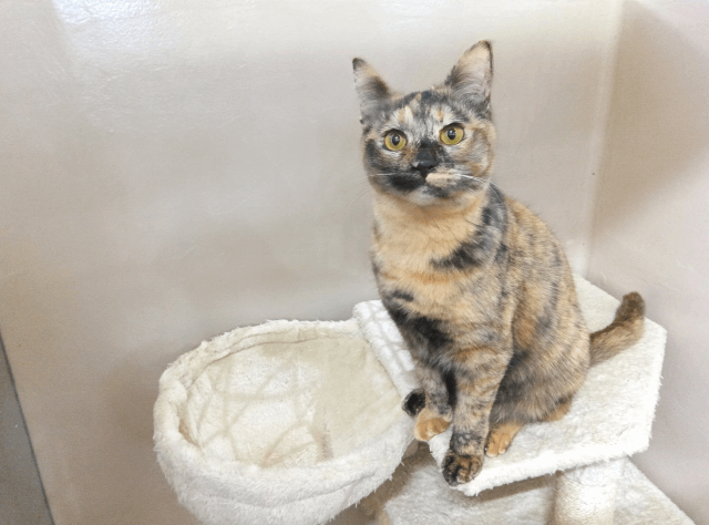 保護猫 メイサ
