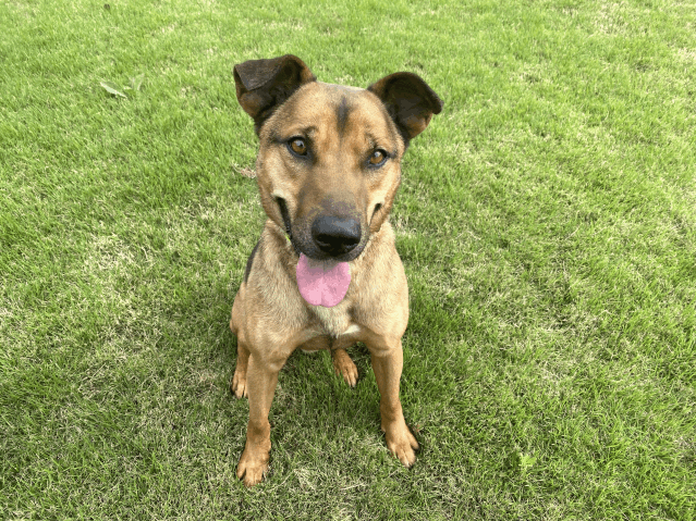 保護犬 リオン