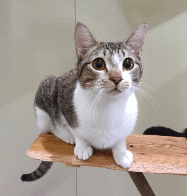 保護猫 でゅーい
