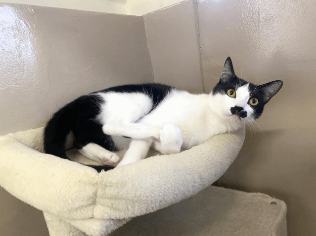 保護猫 みっきー