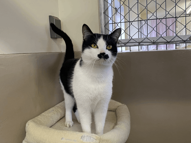 保護猫 みっきー