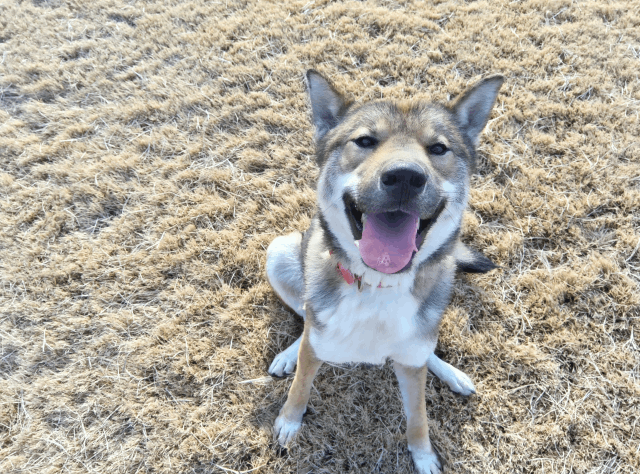 保護犬 ハッピー