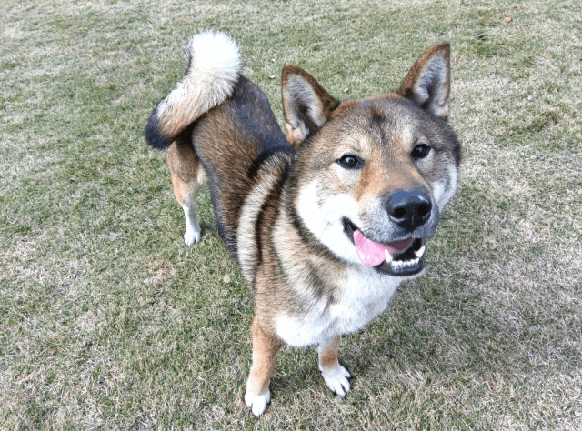 保護犬 ハッピー