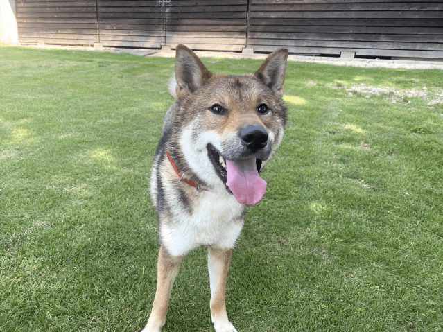 保護犬 ハッピー