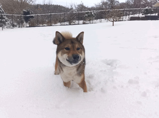 飼主さんが決まりました（ハッピー）