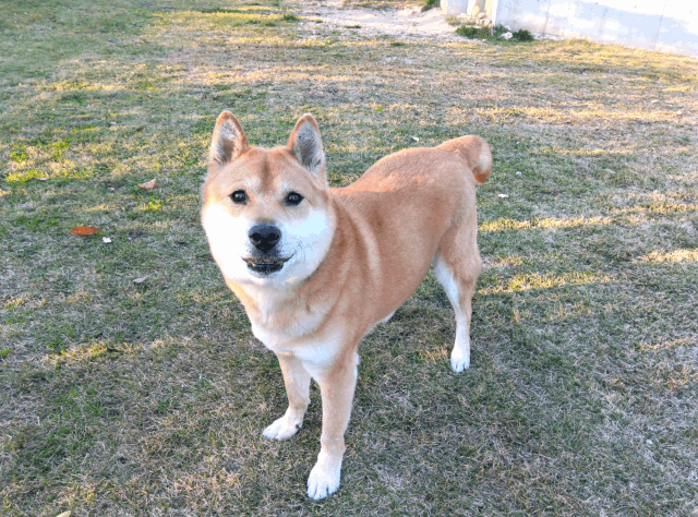 保護犬 ジェット