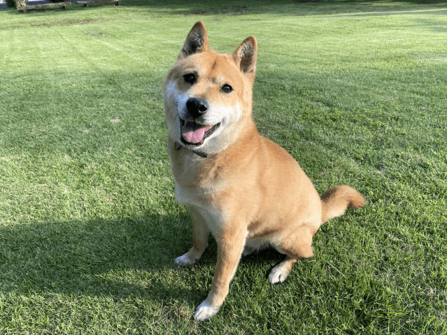 保護犬 ジェット