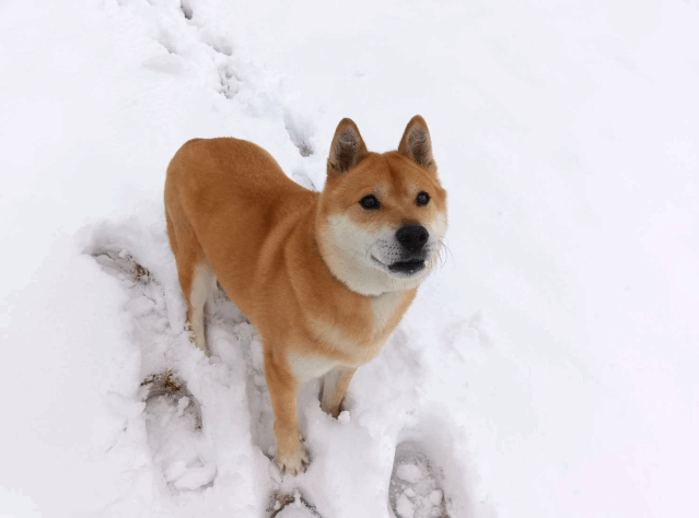 保護犬 ジェット