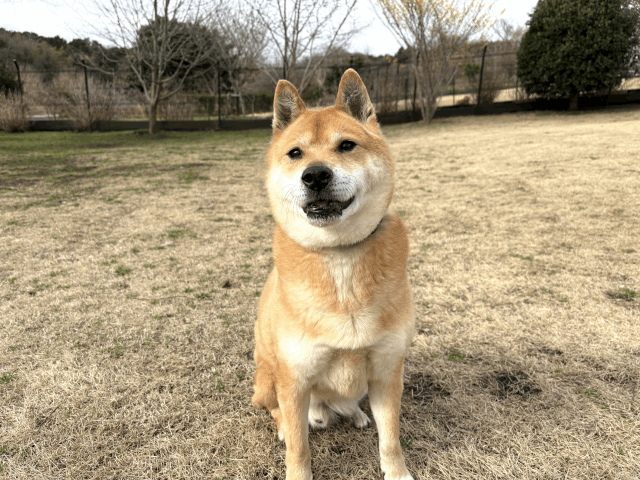 保護犬 ジェット