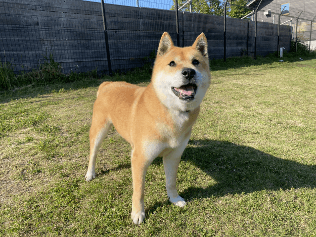 保護犬 ジェット