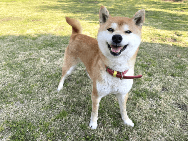 保護犬 レイナ