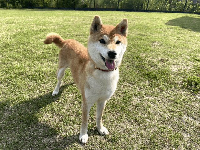 保護犬 レイナ