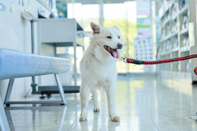 保護犬 フレイヤ