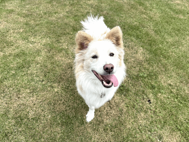保護犬 フレイヤ