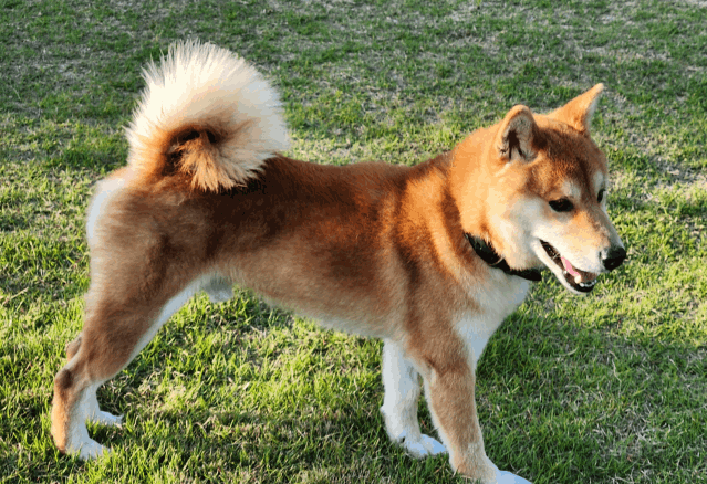 保護犬 しんげん