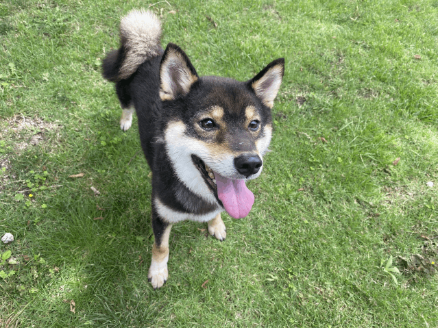 保護犬 茶豆（ちゃまめ）