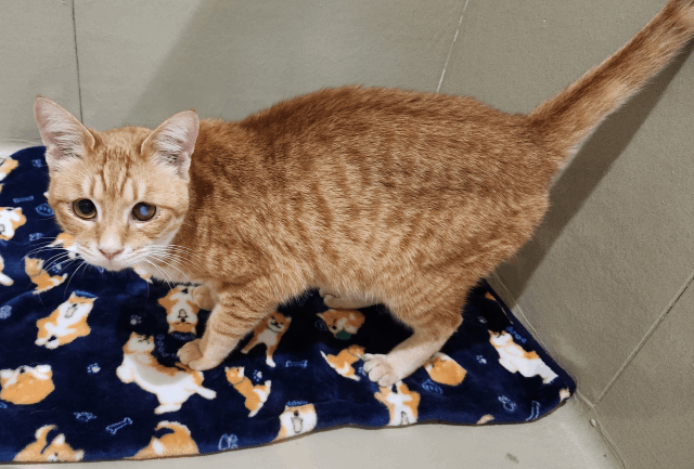 保護猫 りゅうせい