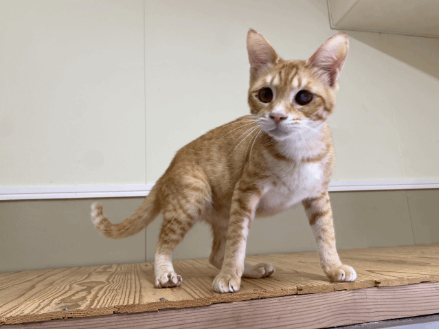 保護猫 りゅうせい