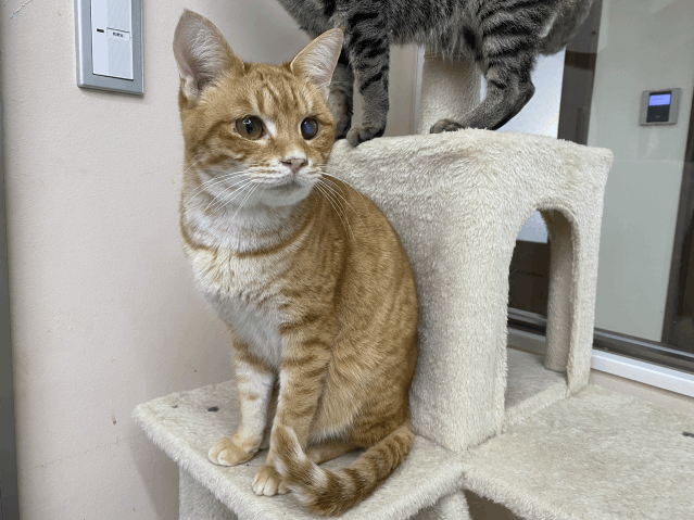 保護猫 りゅうせい