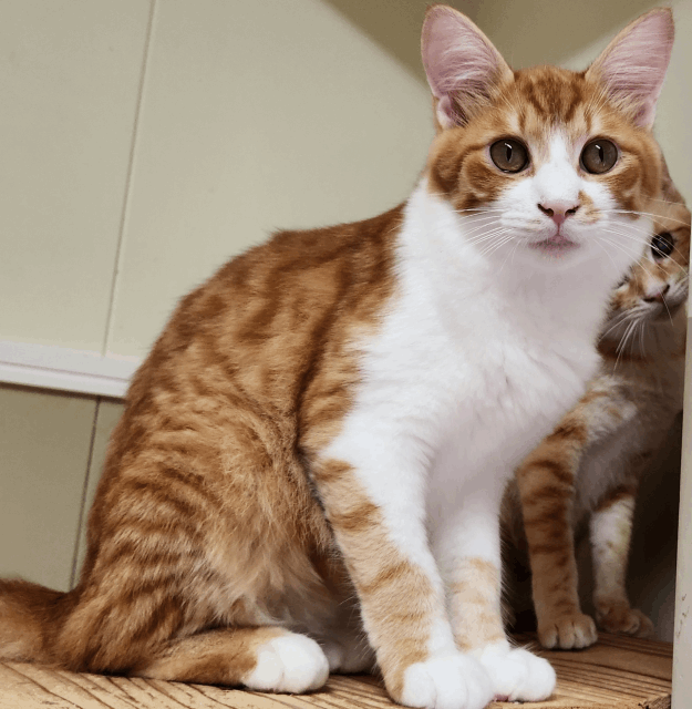保護猫 わく
