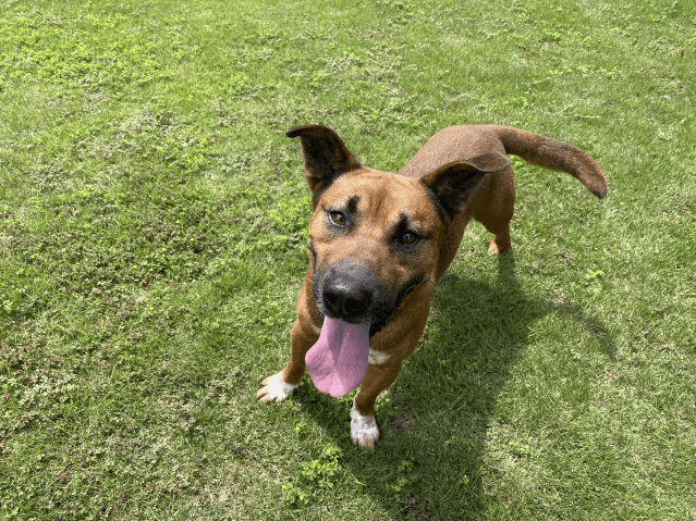 保護犬 チャタ
