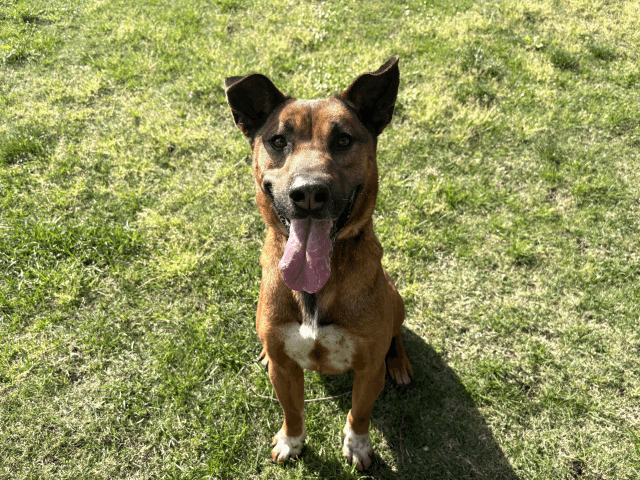 保護犬 チャタ