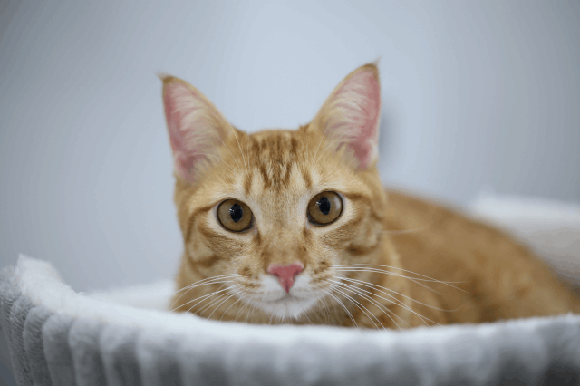 保護猫 ダース