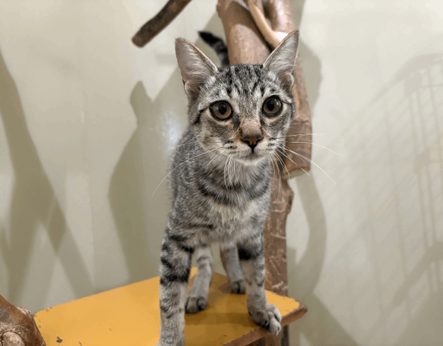 保護猫 まさお
