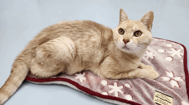 保護猫 しんのすけ