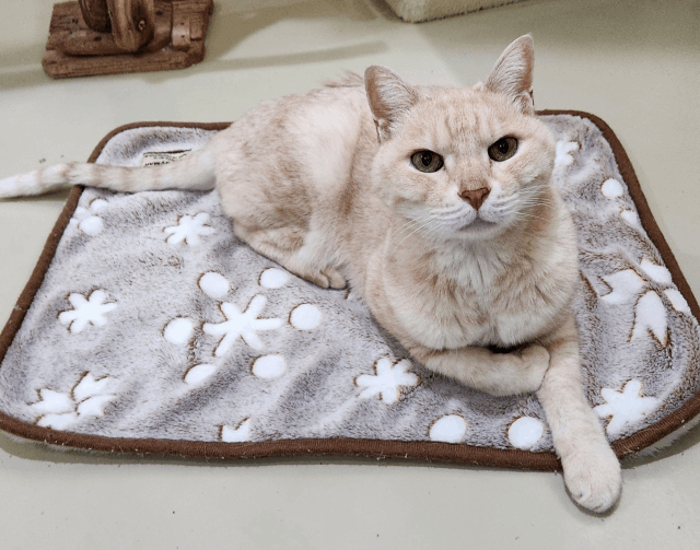 保護猫 しんのすけ