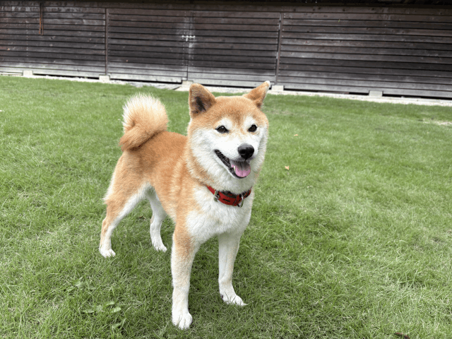 飼主さんが決まりました（アキ）