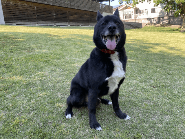 保護犬 五郎