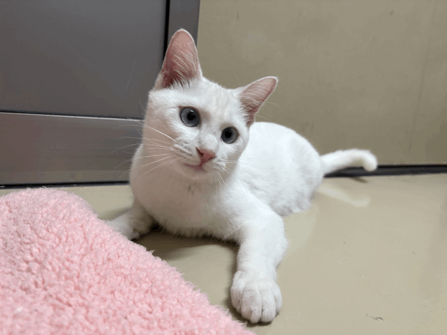 保護猫 モッチー