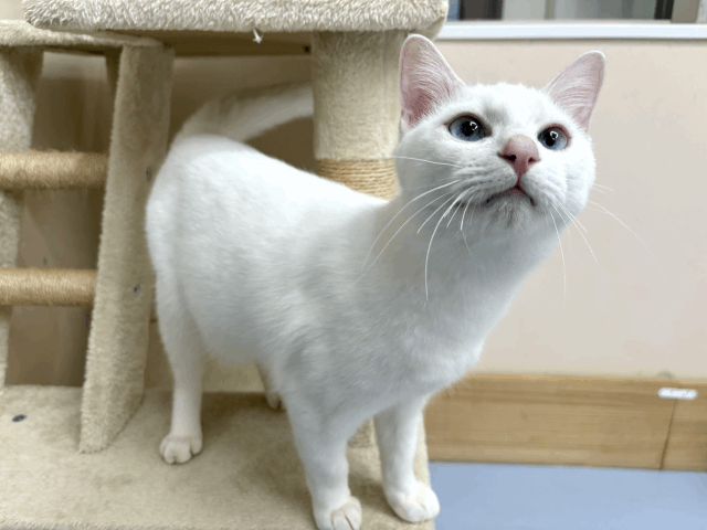 保護猫 モッチー