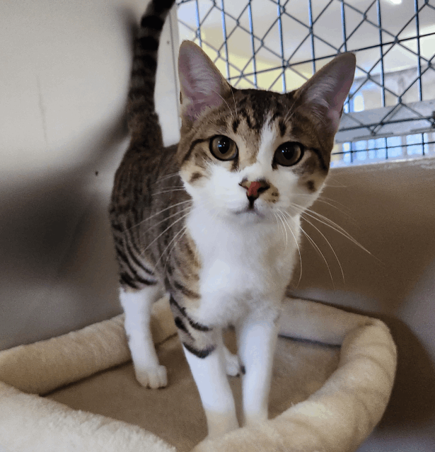 保護猫 ハンディ