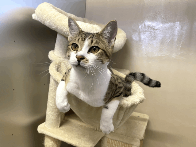 保護猫 ハンディ