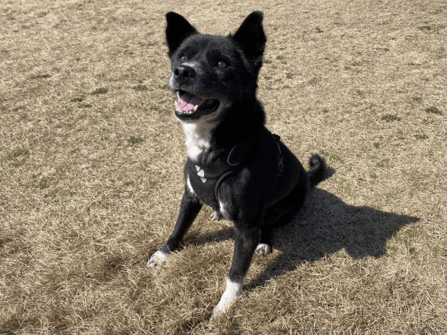 保護犬 ロウ