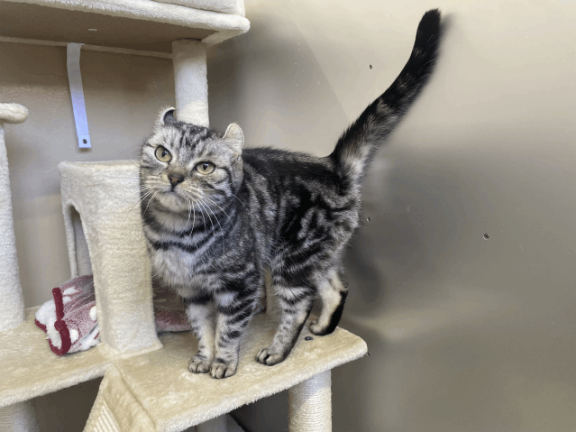 飼主さんが決まりました（カイリ）