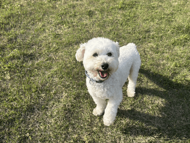保護犬 わた
