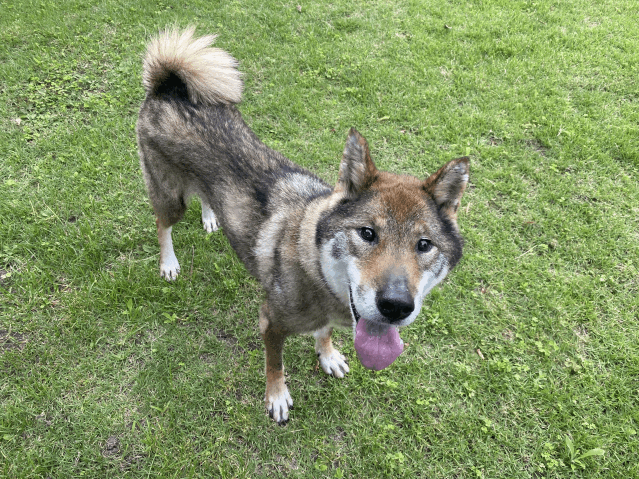 保護犬 つつじ