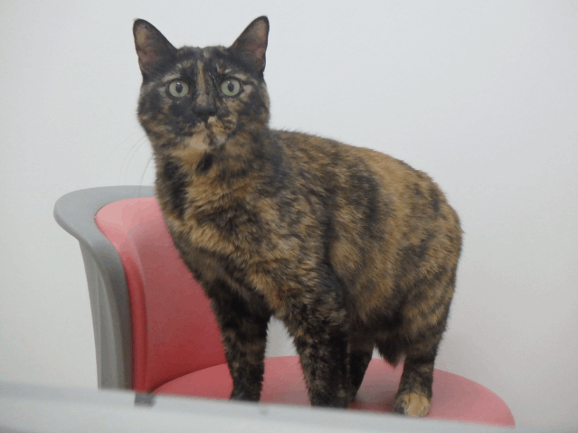 保護猫 チャミ