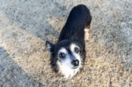 保護犬 つむぐ