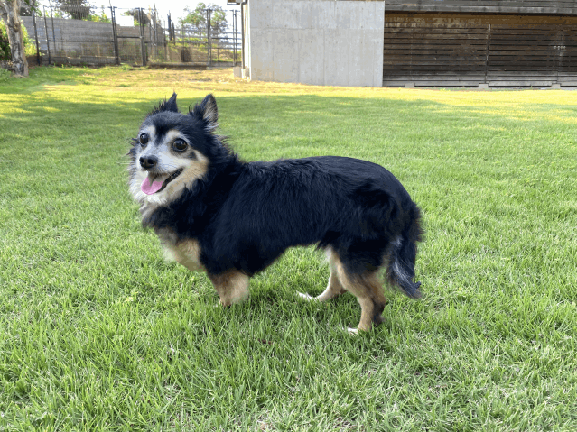 保護犬 つむぐ