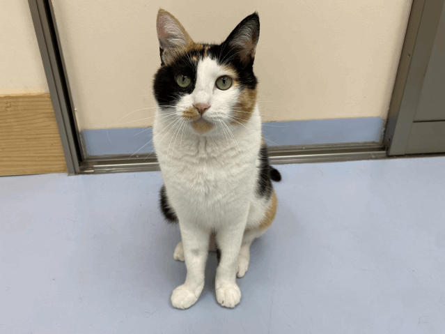 飼主さんが決まりました（マリリン）